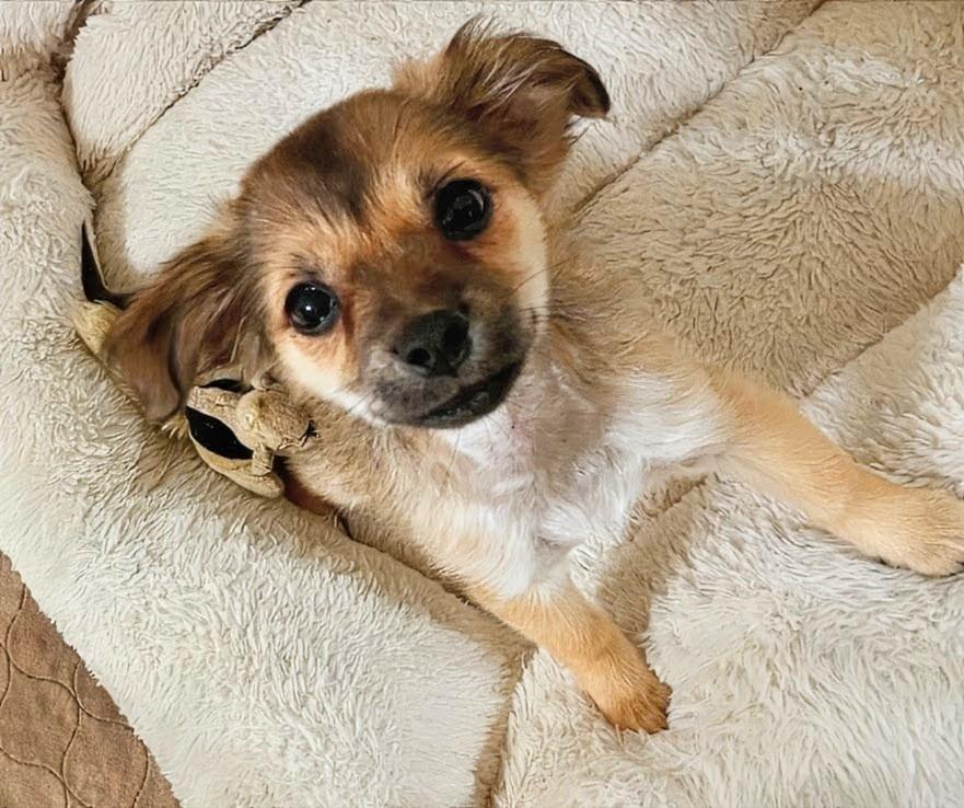 Beanie Baby, a Adoptable mixed breed in Thousand Oaks, CA image 1/4