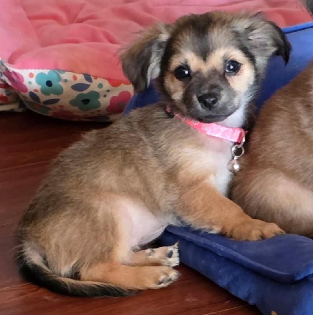 Beanie Baby, a Adoptable mixed breed in Thousand Oaks, CA image 2/4