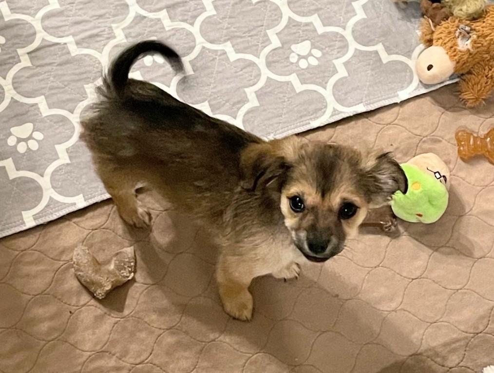 Beanie Baby, a Adoptable mixed breed in Thousand Oaks, CA image 3/4