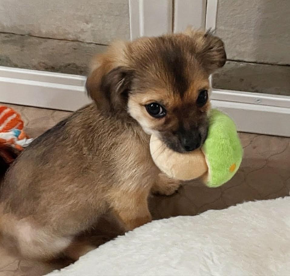 Beanie Baby, a Adoptable mixed breed in Thousand Oaks, CA image 4/4