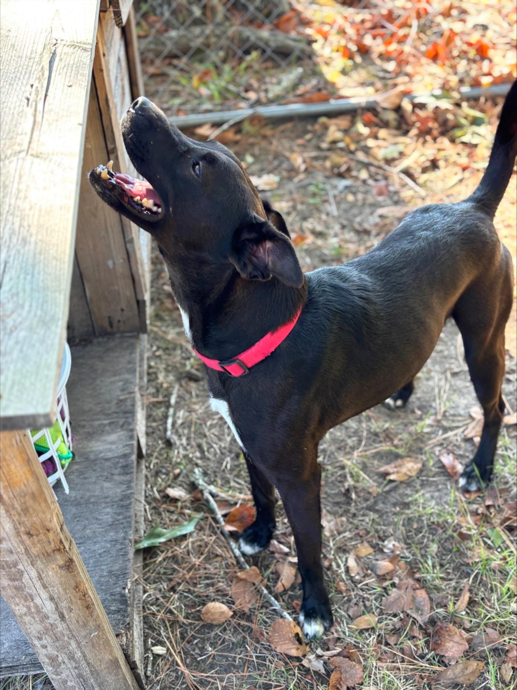 Kylo, Adoptable, Young Male Retriever.