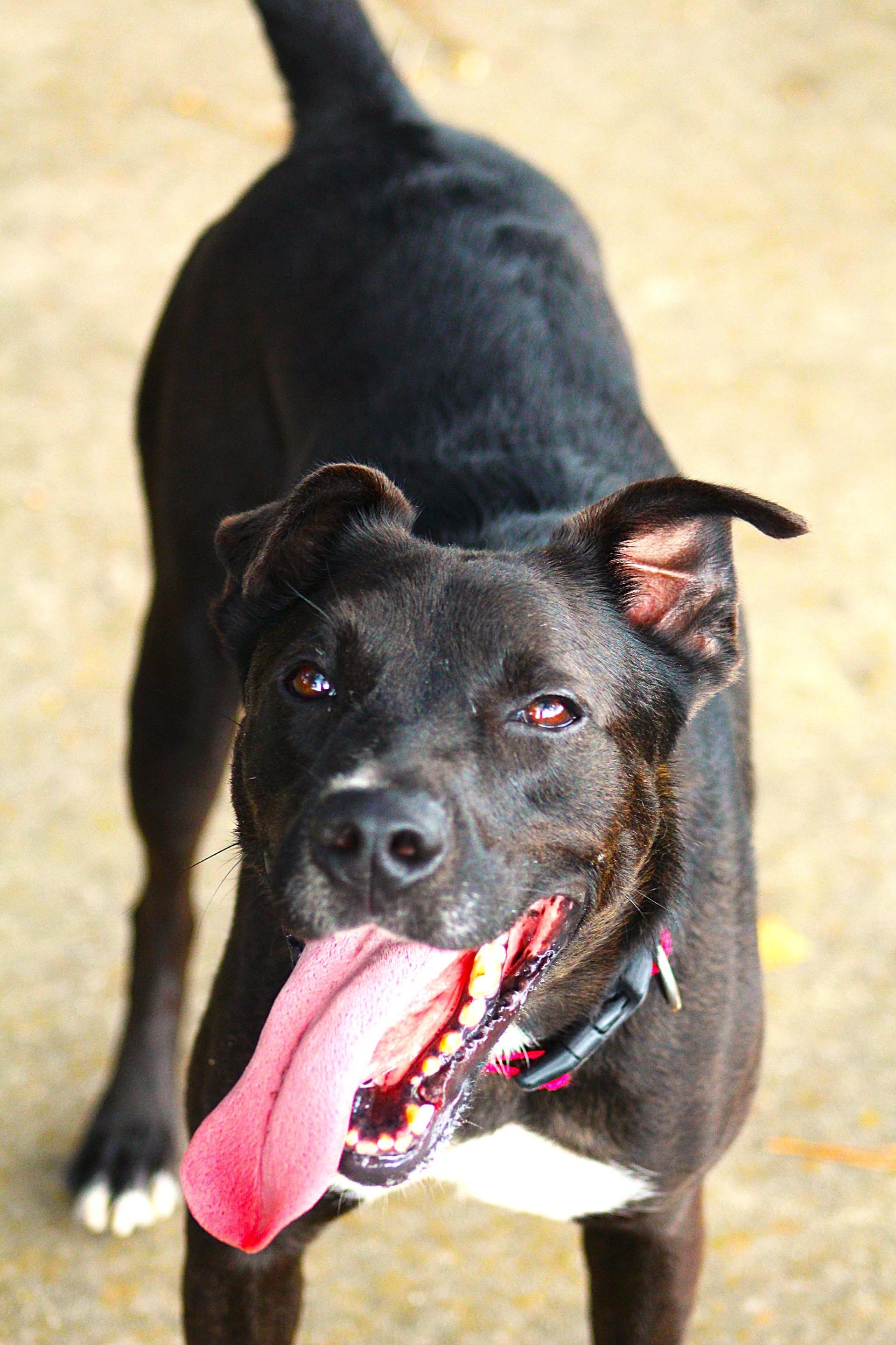 Kylo, an adoptable Retriever in Lufkin, TX, 75904 | Photo Image 1