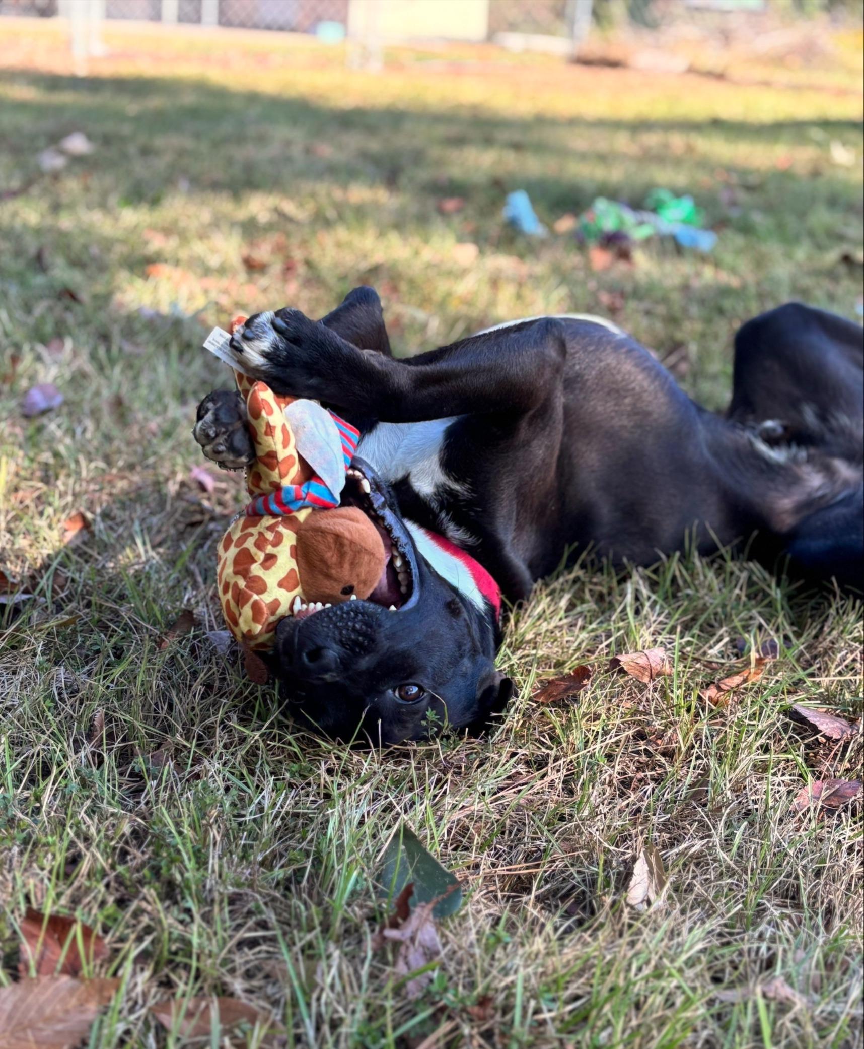 Kylo, an adoptable Retriever in Lufkin, TX, 75904 | Photo Image 3