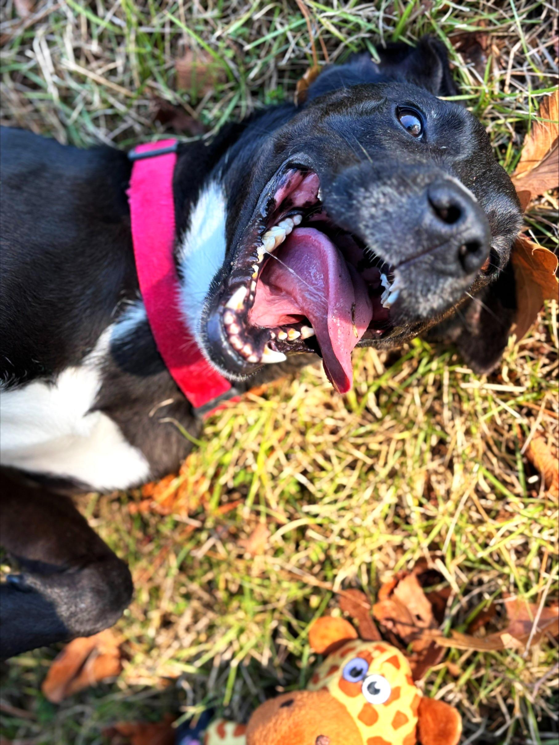 Kylo, an adoptable Retriever in Lufkin, TX, 75904 | Photo Image 2
