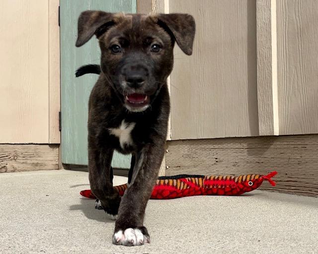 HARBOR*, Adoptable, Puppy Female Siberian Husky & Mixed Breed.