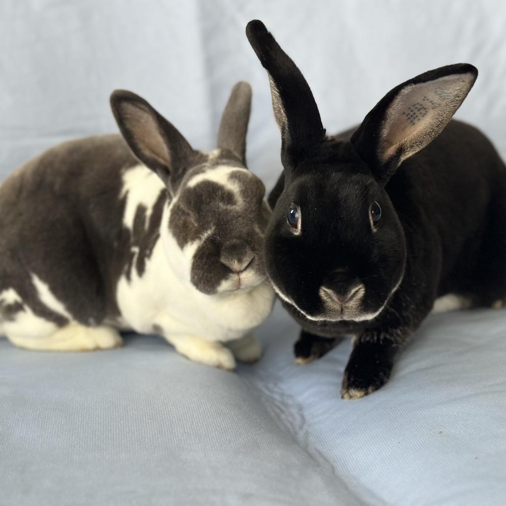 Enlarge Statler (and Waldorf), a Adoptable mixed breed in Oak Park, IL image 2/6