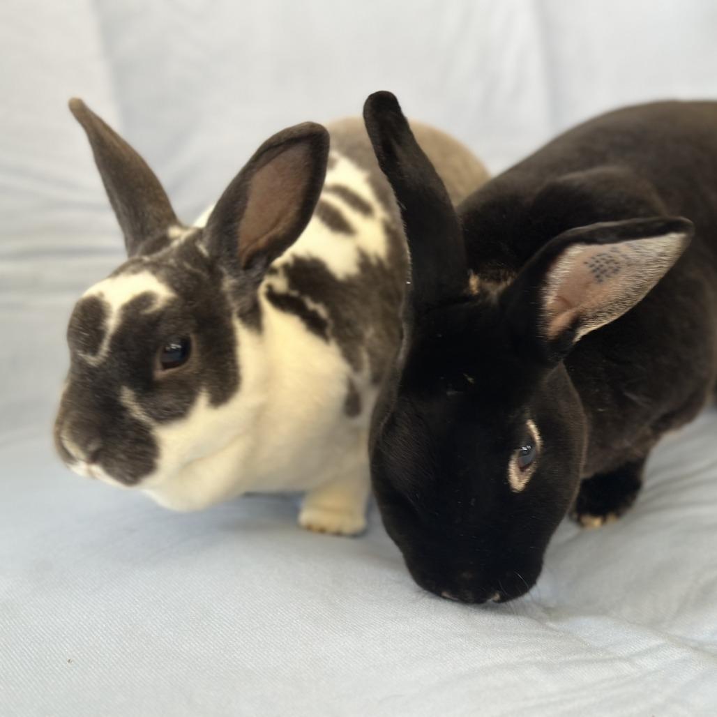 Enlarge Statler (and Waldorf), a Adoptable mixed breed in Oak Park, IL image 3/6