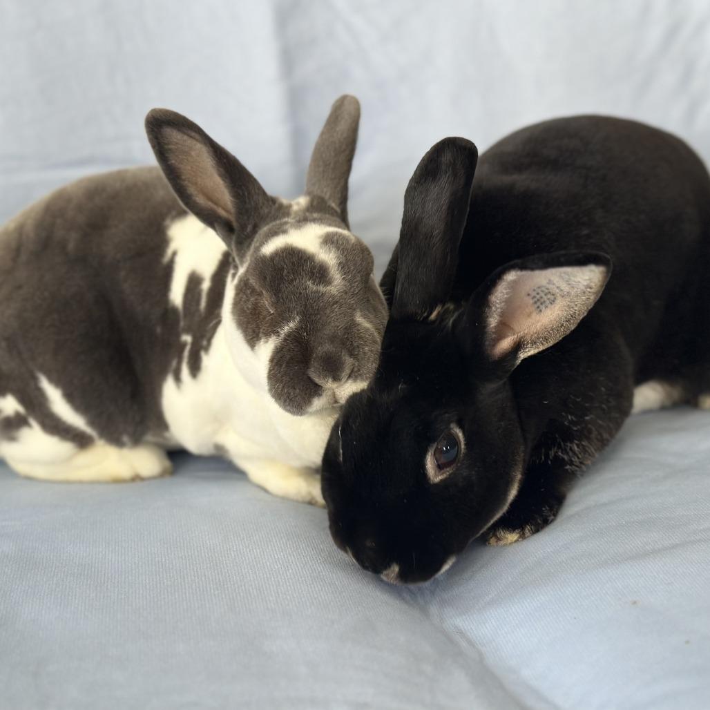 Enlarge Statler (and Waldorf), a Adoptable mixed breed in Oak Park, IL image 4/6