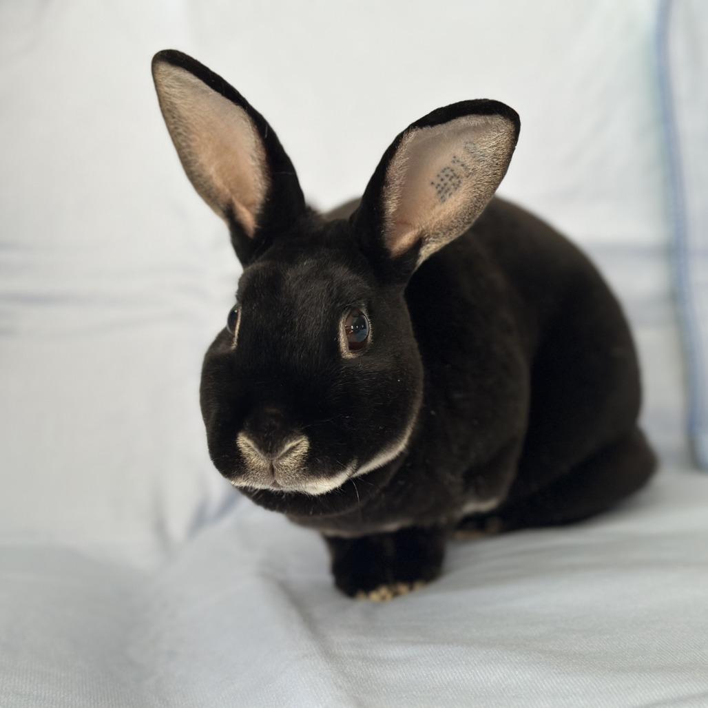 Enlarge Statler (and Waldorf), a Adoptable mixed breed in Oak Park, IL image 5/6