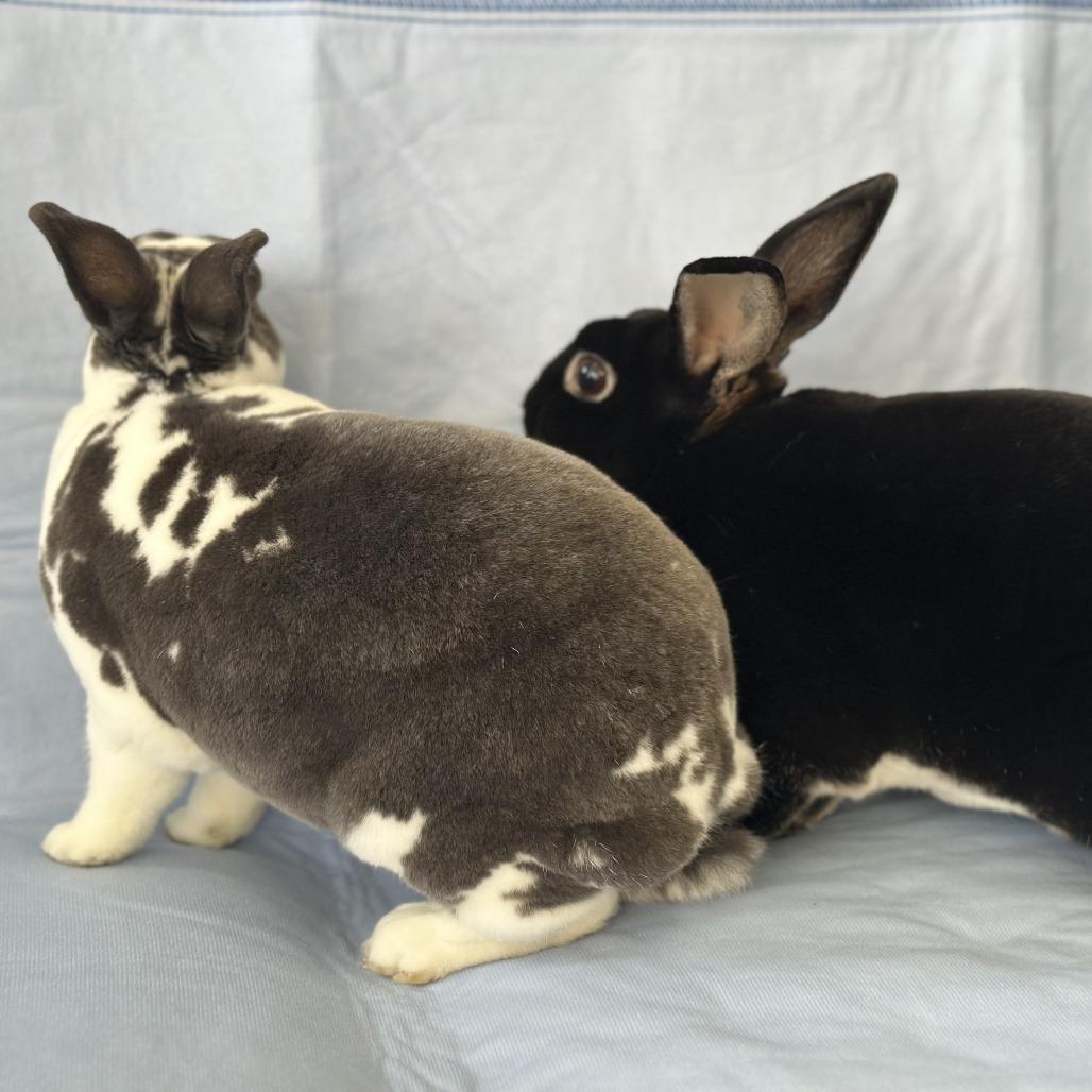 Enlarge Statler (and Waldorf), a Adoptable mixed breed in Oak Park, IL image 6/6