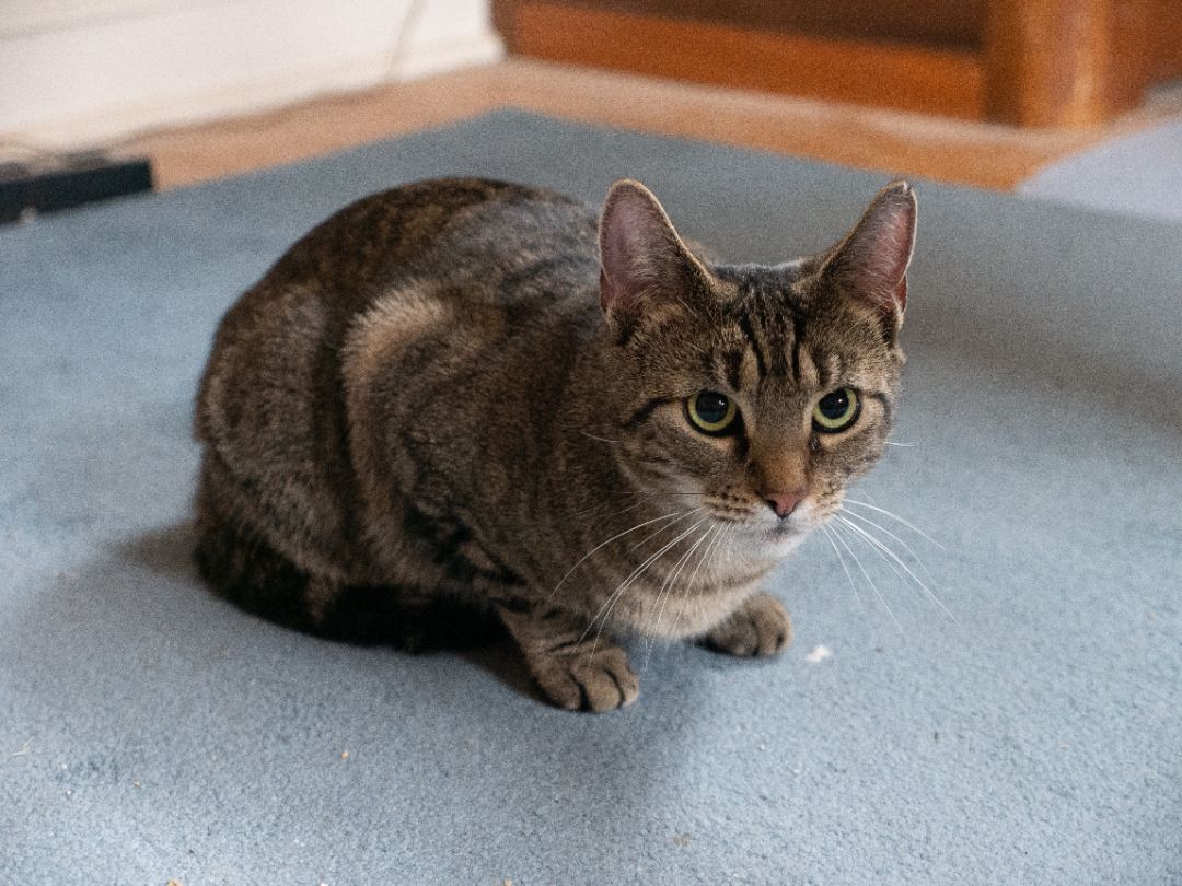 Enlarge Lily, a Adoptable Domestic Short Hair in Springfield, PA image 1/5