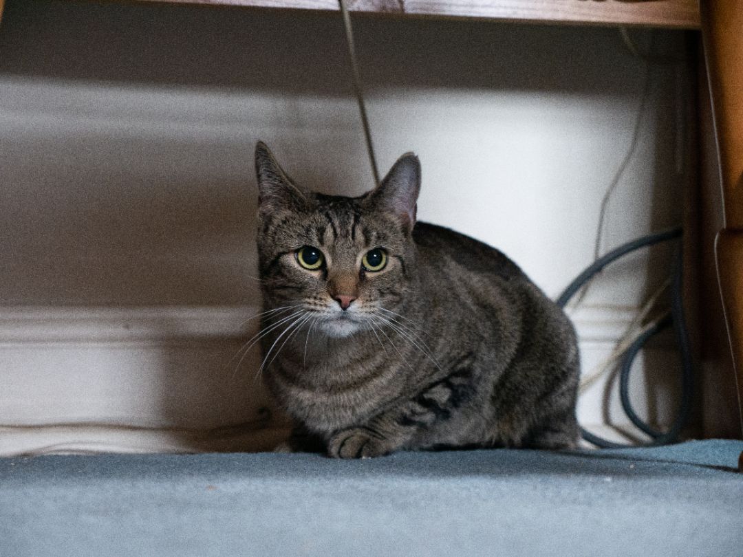 Enlarge Lily, a Adoptable Domestic Short Hair in Springfield, PA image 2/5