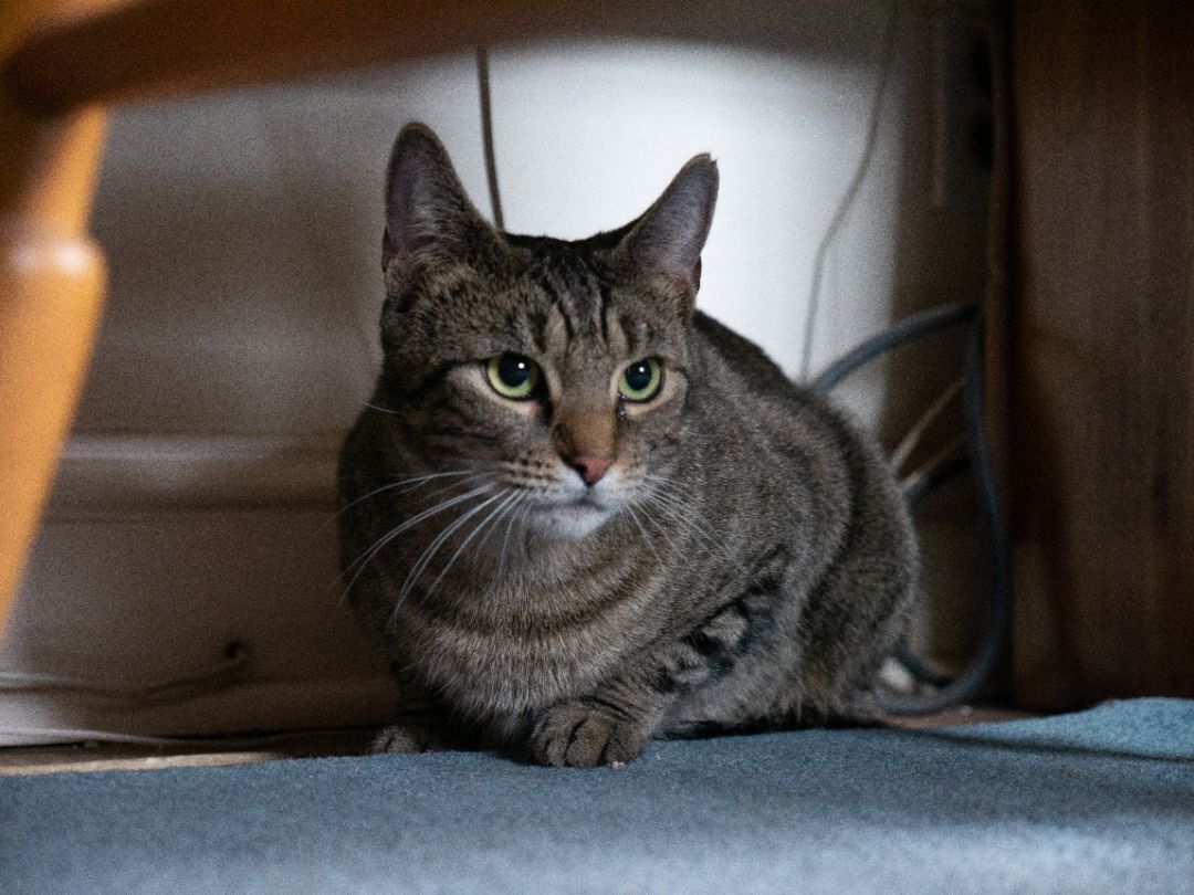 Enlarge Lily, a Adoptable Domestic Short Hair in Springfield, PA image 3/5