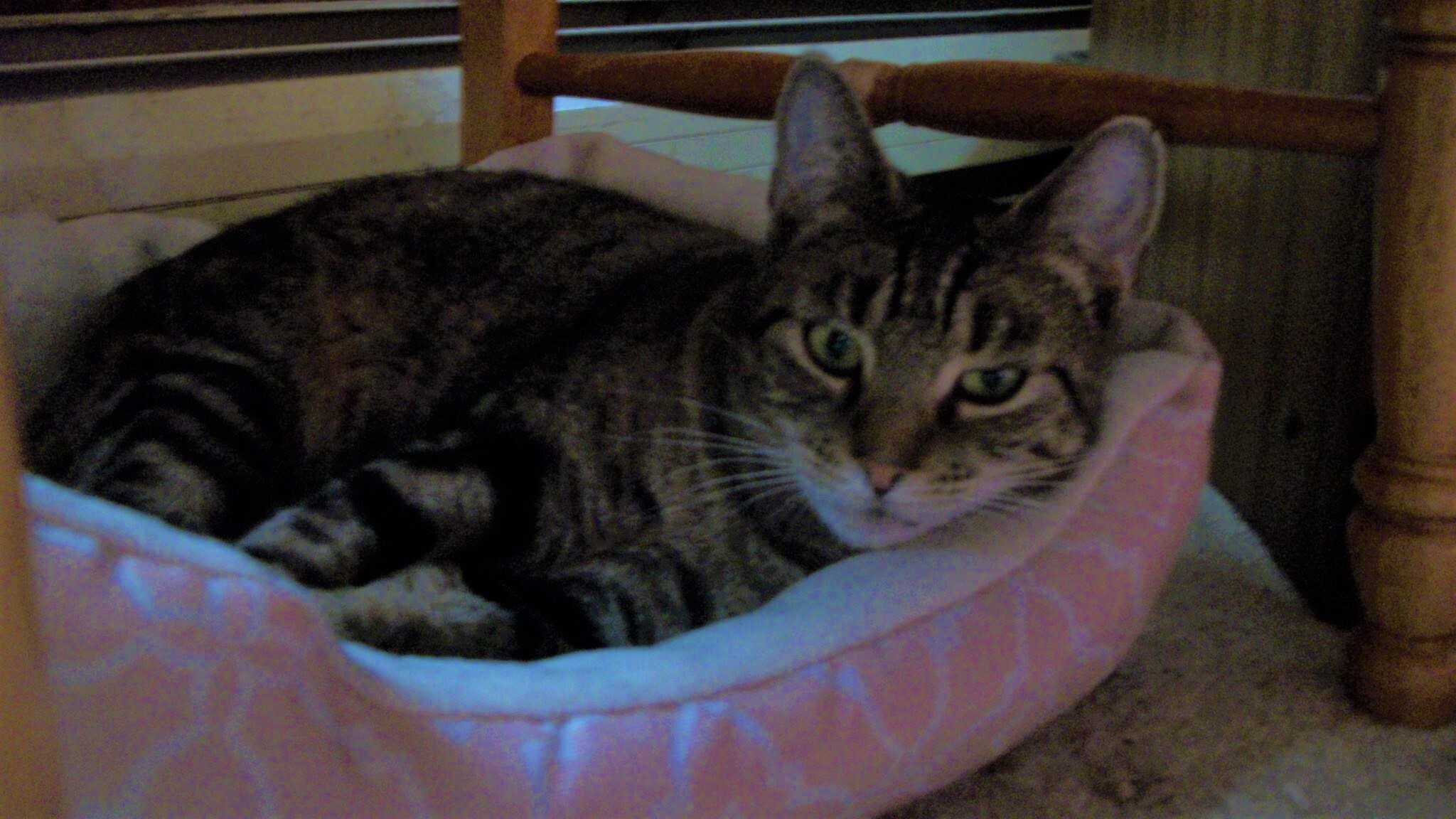 Enlarge Lily, a Adoptable Domestic Short Hair in Springfield, PA image 4/5