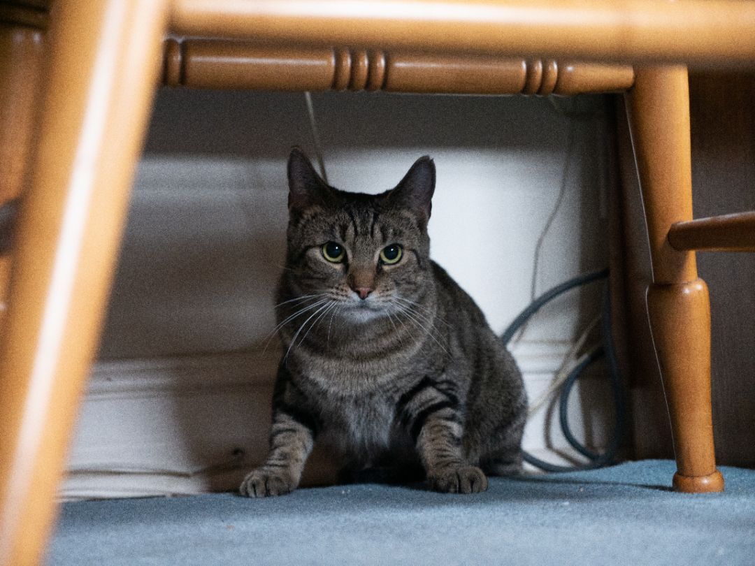 Enlarge Lily, a Adoptable Domestic Short Hair in Springfield, PA image 5/5