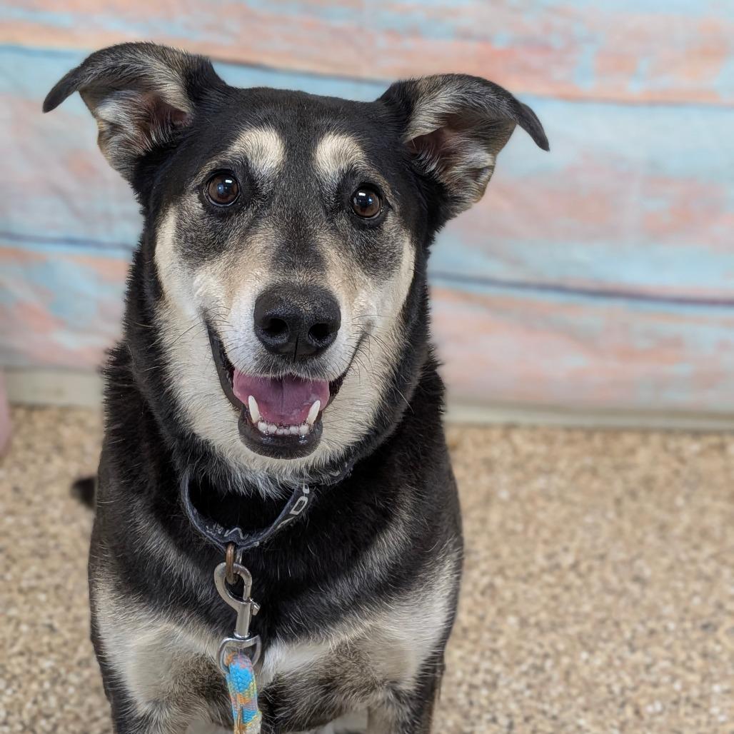Sapphire, a Adoptable Mixed Breed in Cheyenne, WY image 1/3