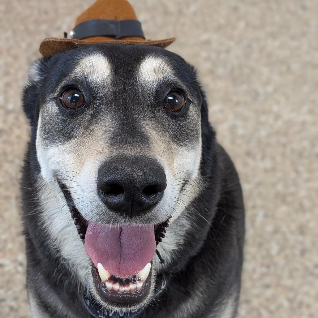 Sapphire, a Adoptable Mixed Breed in Cheyenne, WY image 2/3