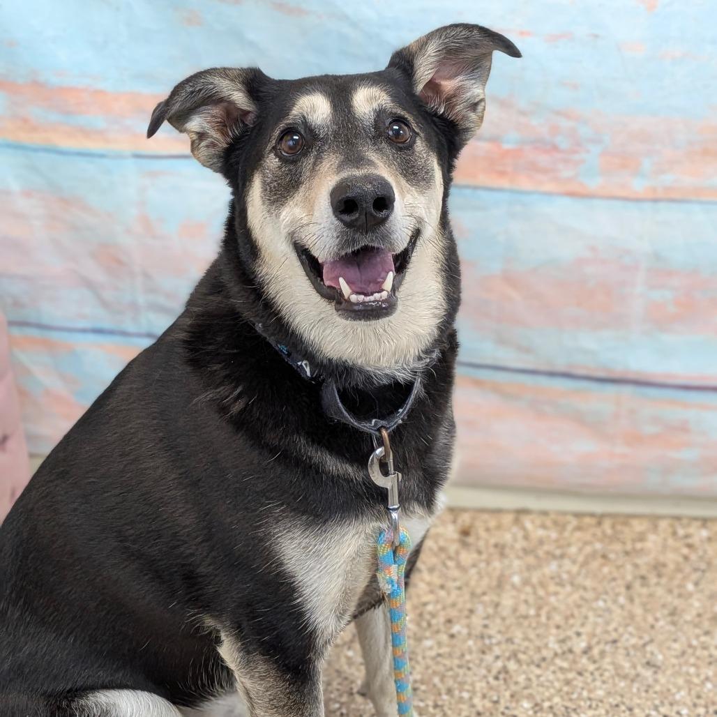Sapphire, a Adoptable Mixed Breed in Cheyenne, WY image 3/3