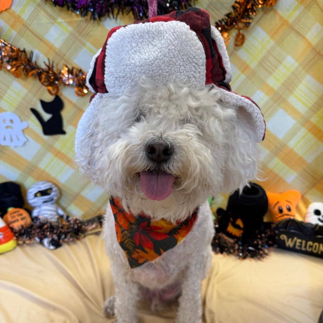 Enlarge Charlie, a Adoptable Poodle in Santa Barbara, CA image 1/6