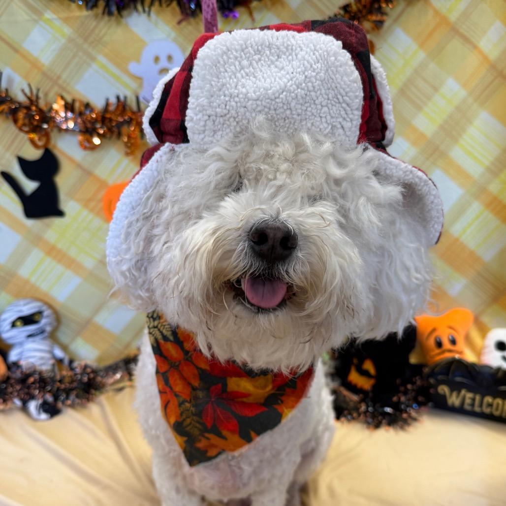 Enlarge Charlie, a Adoptable Poodle in Santa Barbara, CA image 2/6