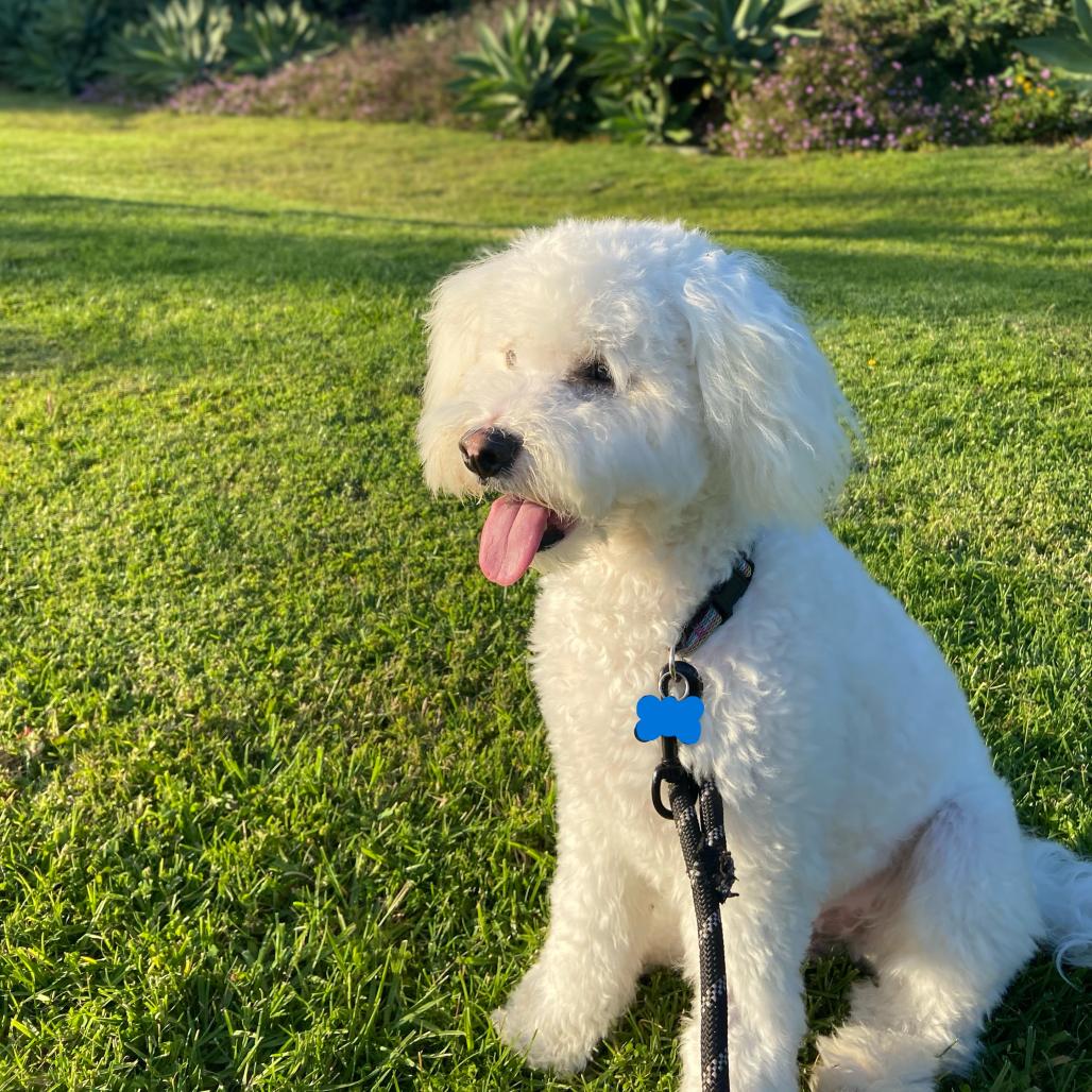 Enlarge Charlie, a Adoptable Poodle in Santa Barbara, CA image 3/6