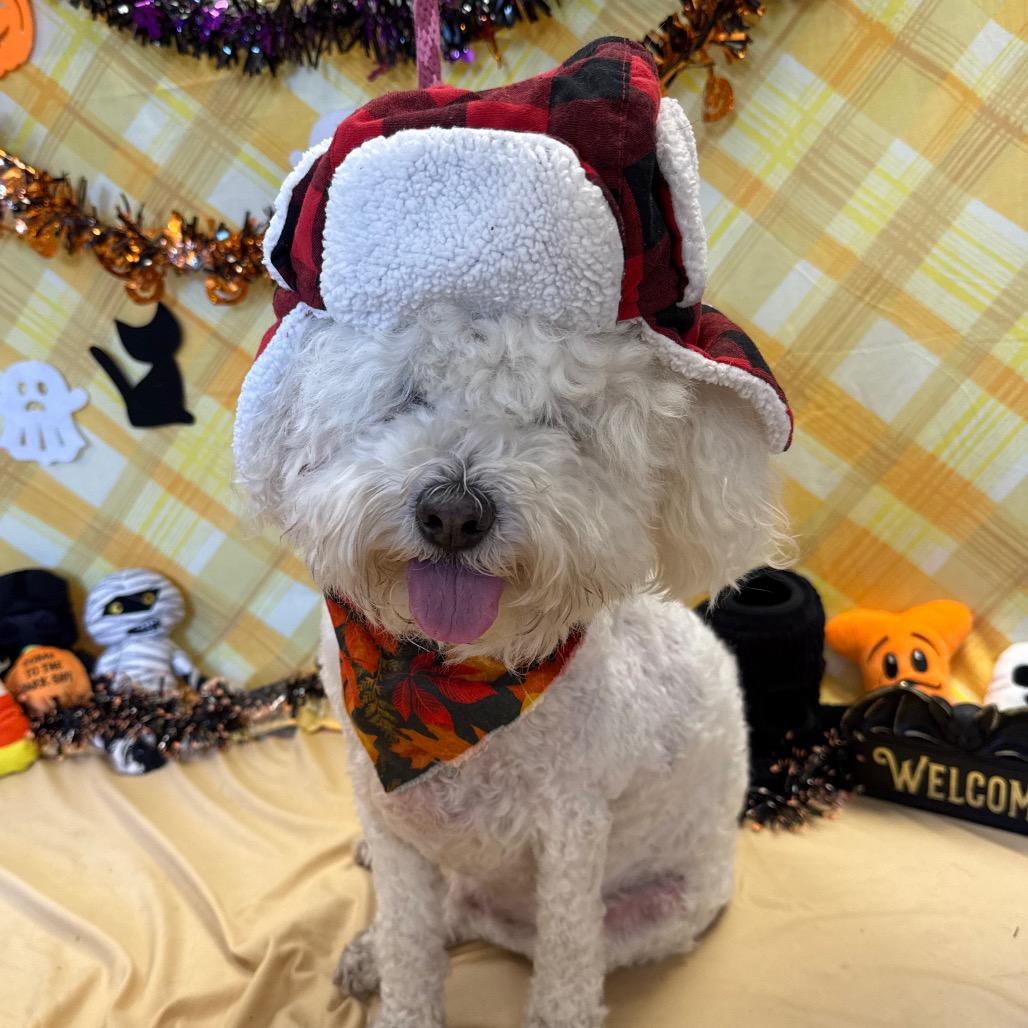 Enlarge Charlie, a Adoptable Poodle in Santa Barbara, CA image 4/6