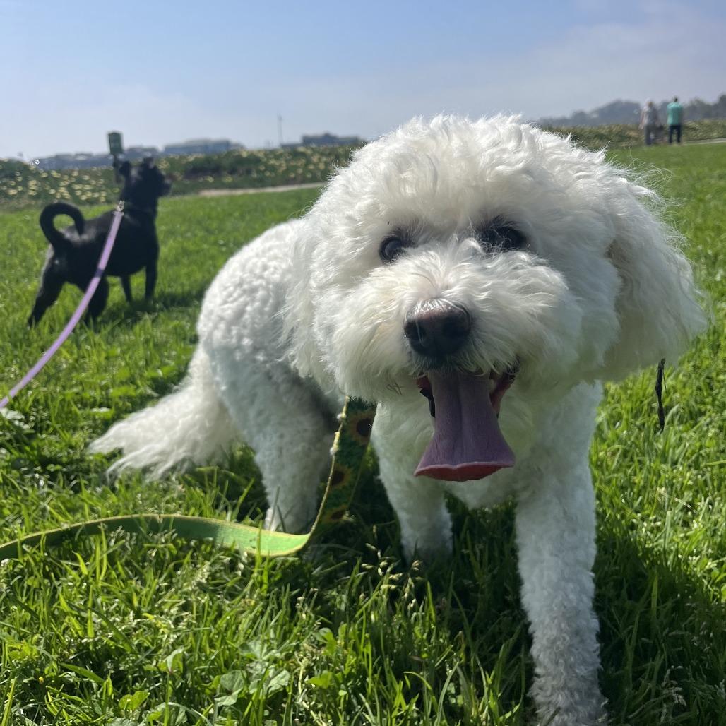 Enlarge Charlie, a Adoptable Poodle in Santa Barbara, CA image 5/6