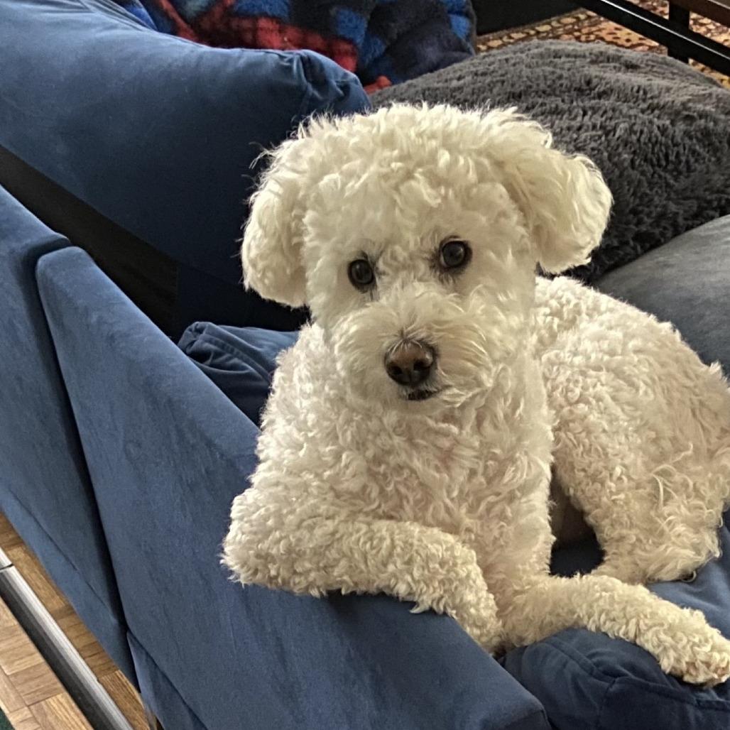 Enlarge Charlie, a Adoptable Poodle in Santa Barbara, CA image 6/6