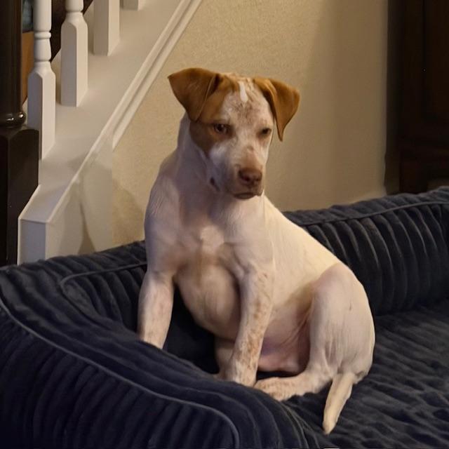 Enlarge Finn, an adopted mixed breed in Cypress, TX image 2/5