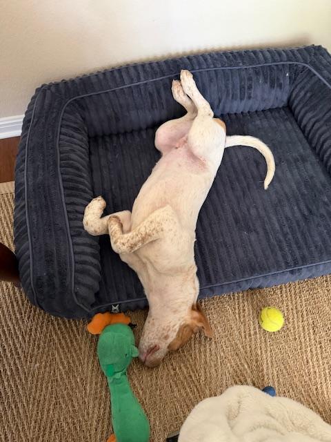 Enlarge Finn, an adopted mixed breed in Cypress, TX image 5/5