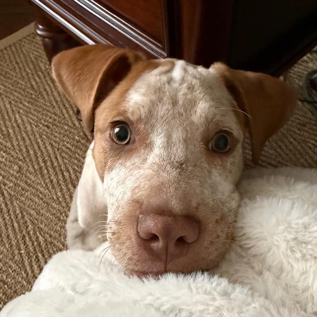 Finn, adopted, Puppy Male Pit Bull Terrier.