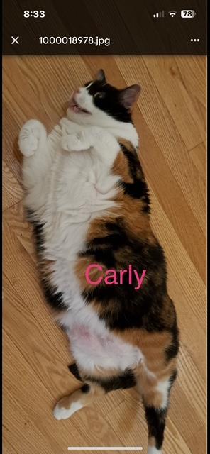 Enlarge Carly, an adopted mixed breed in Yardley, PA image 3/3