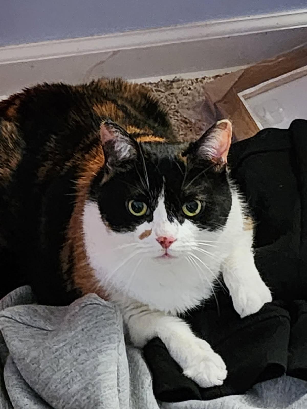 Carly, adopted, Adult Female Domestic Short Hair.