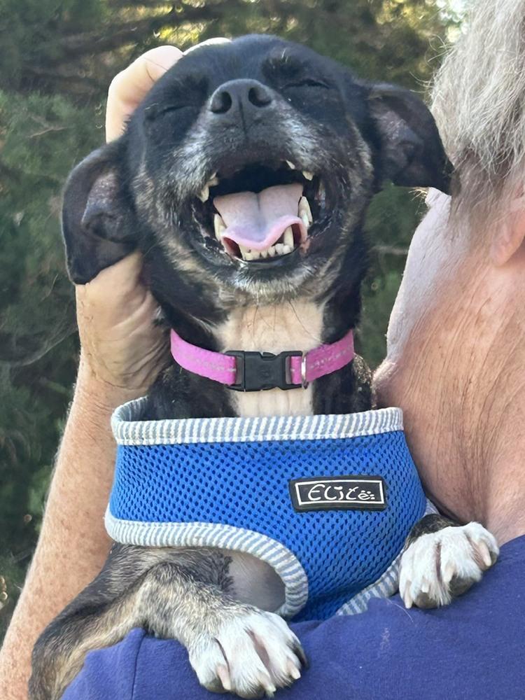 Emma, Adoptable, Adult Female Chihuahua & Terrier.