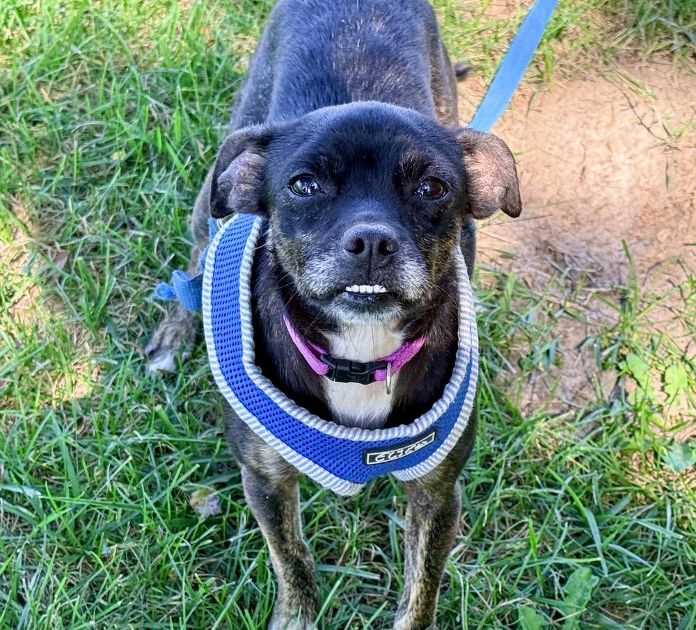 Enlarge Emma, a Adoption Pending mixed breed in Green Ridge, MO image 4/5