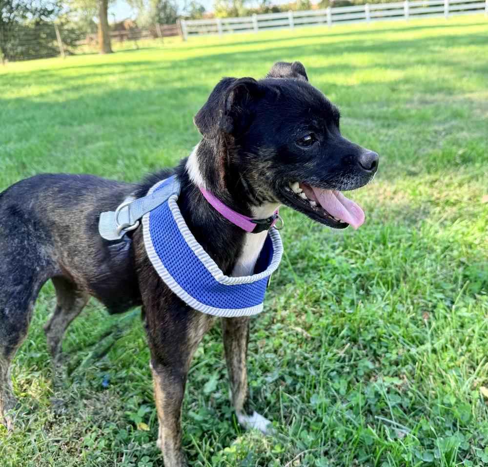 Enlarge Emma, a Adoption Pending mixed breed in Green Ridge, MO image 5/5