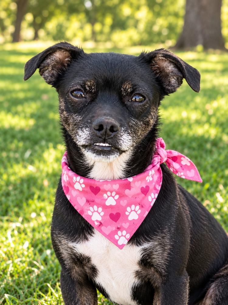 Enlarge Emma, a Adoption Pending mixed breed in Green Ridge, MO image 2/5