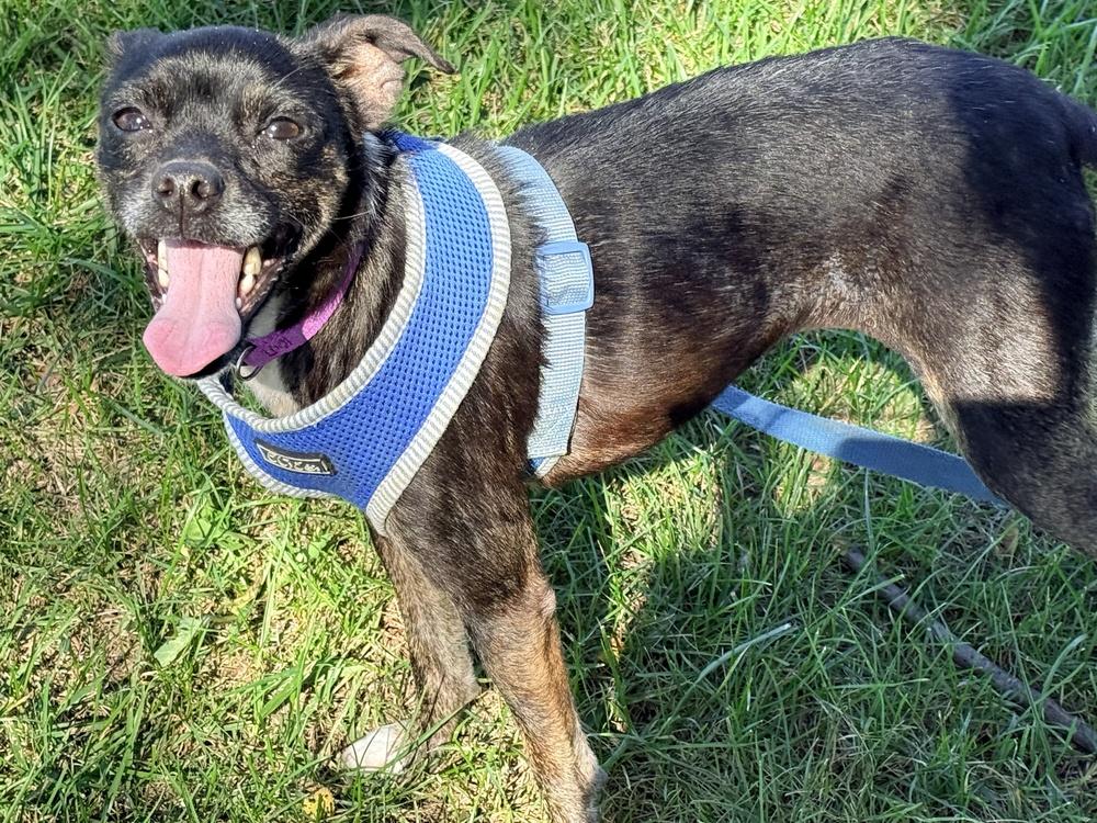 Enlarge Emma, a Adoption Pending mixed breed in Green Ridge, MO image 1/5