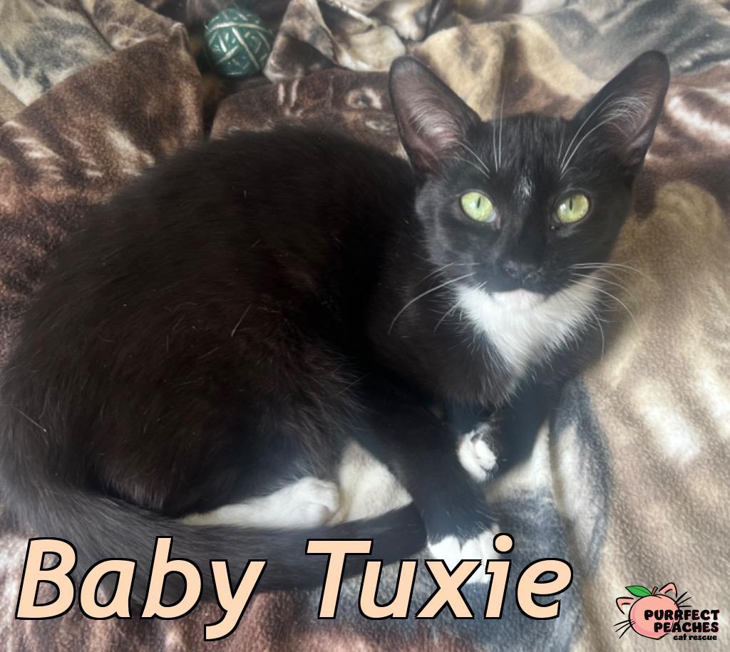 Baby Tuxie, Adoptable, Kitten Male Domestic Short Hair.