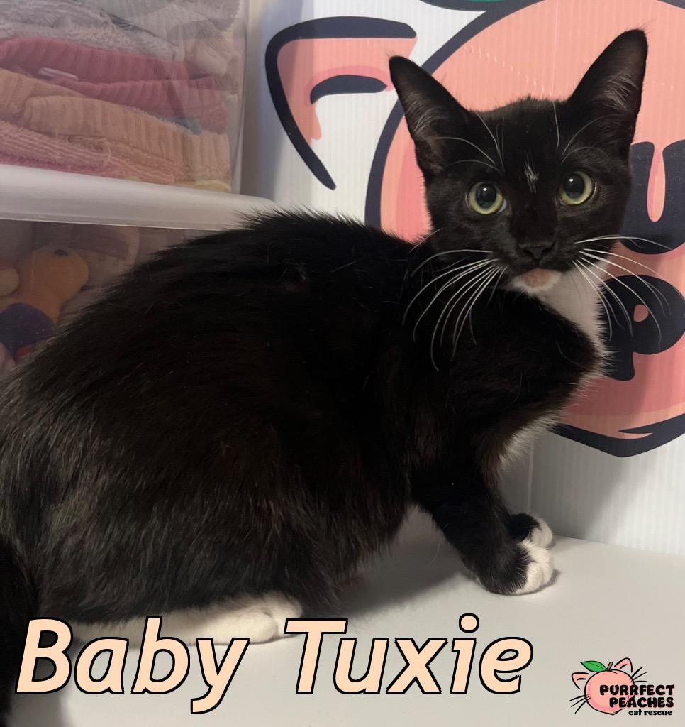 Baby Tuxie, a Adoptable mixed breed in Douglasville, GA image 2/3