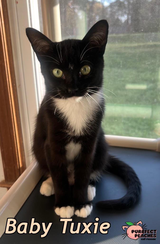 Baby Tuxie, a Adoptable mixed breed in Douglasville, GA image 3/3
