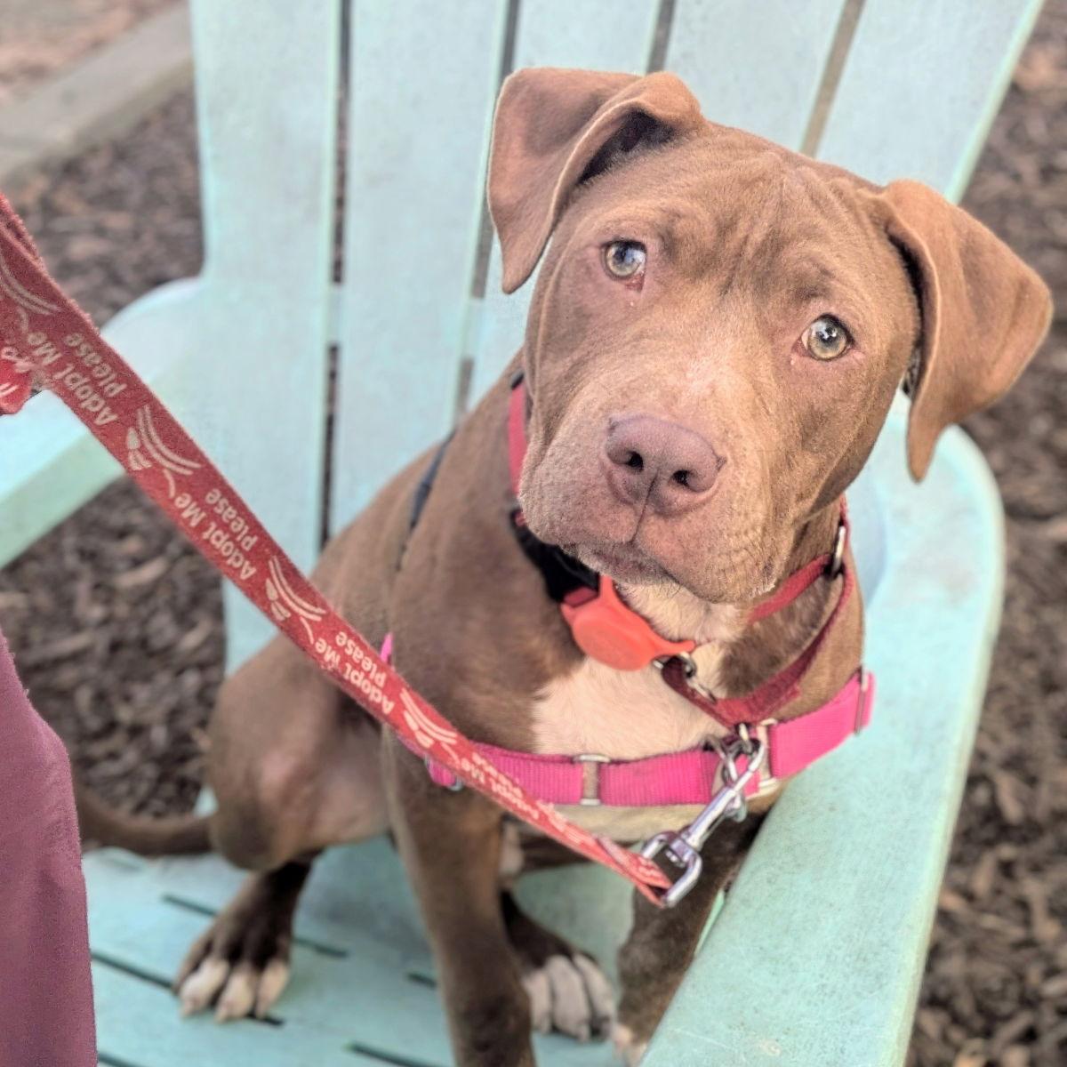 Yam, Adoptable, Puppy Male Pit Bull Terrier.