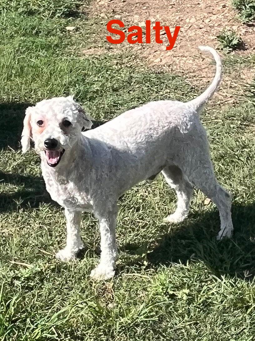 Salty Dog thumbnail 2