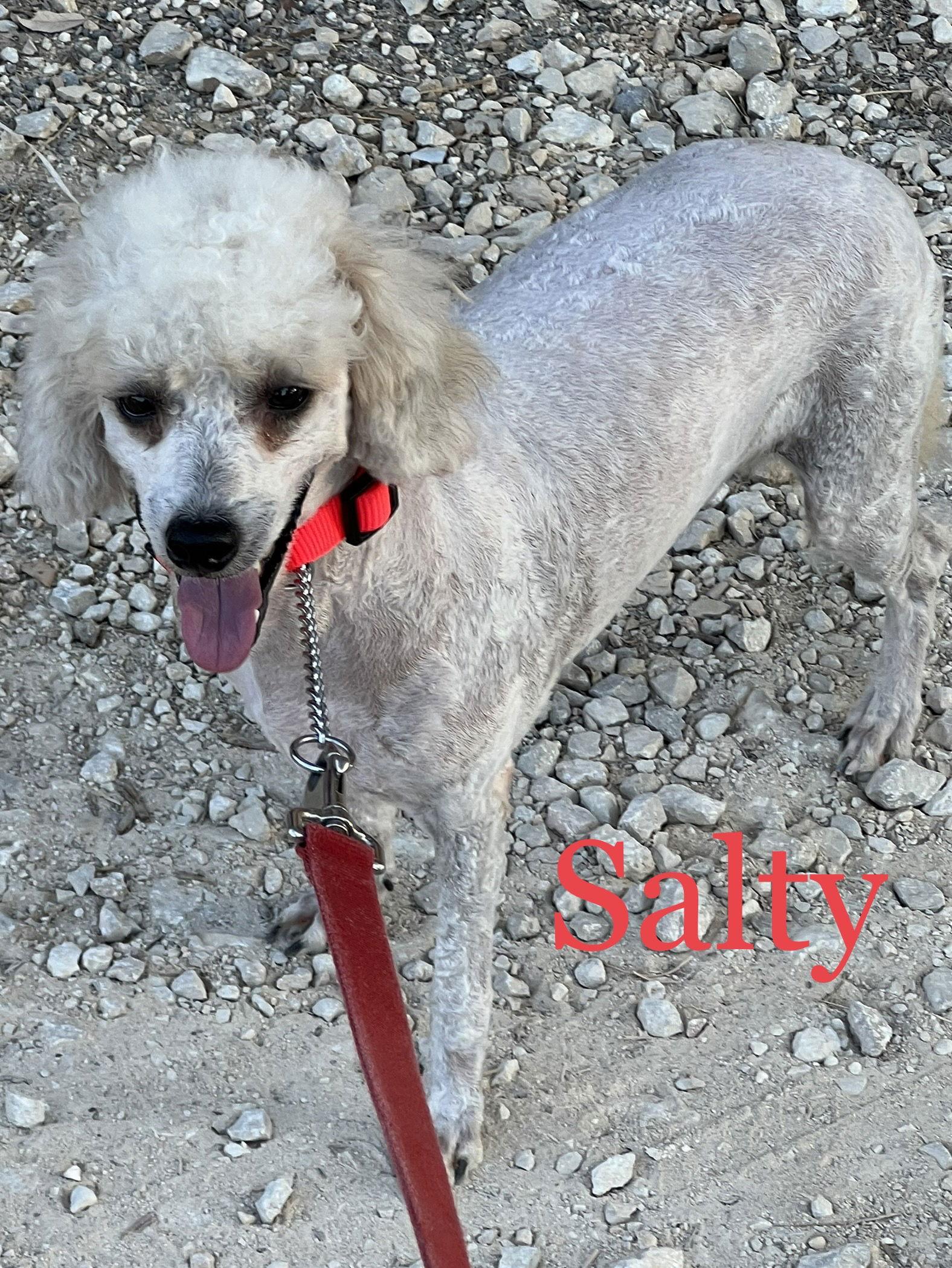 Salty Dog thumbnail 3