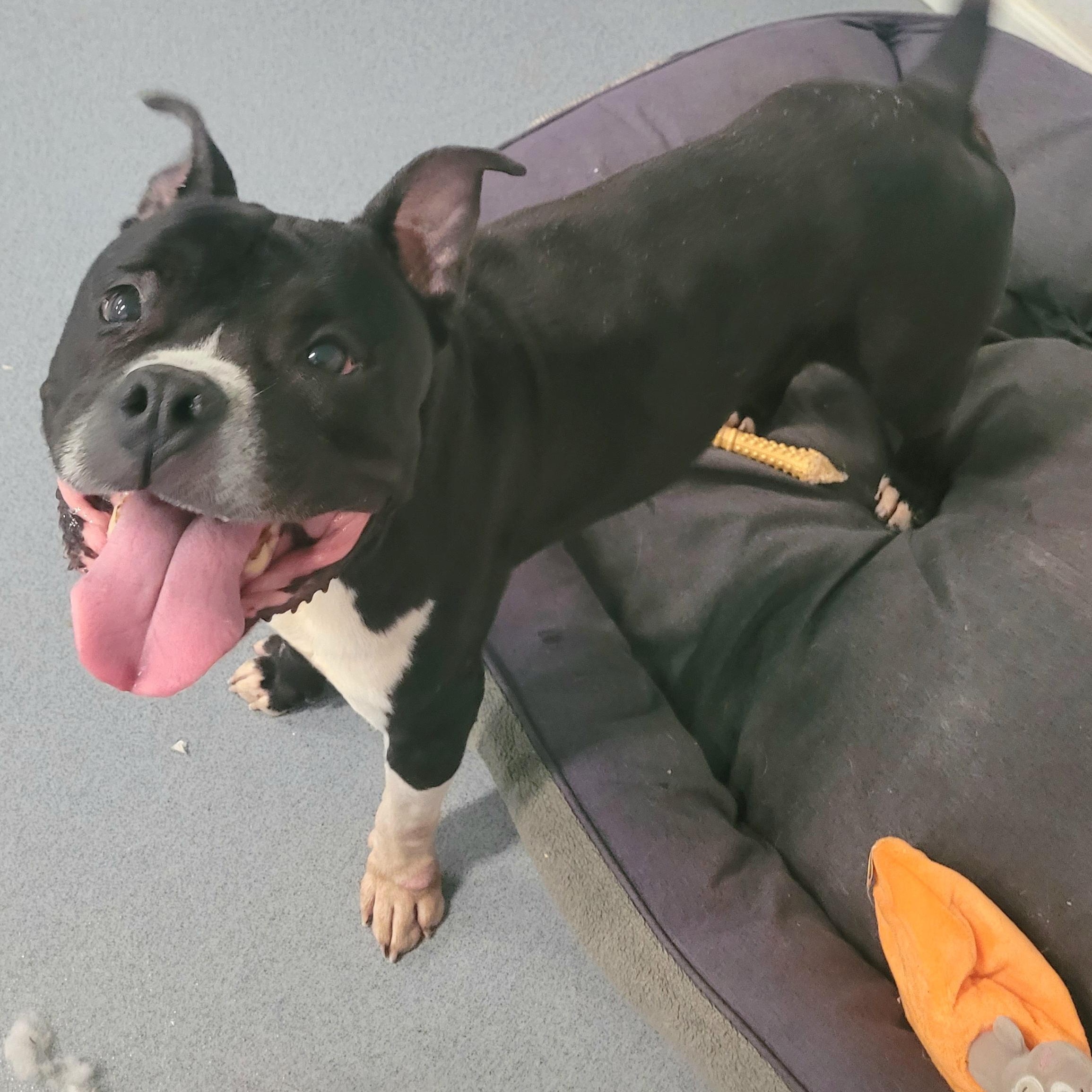Watson, Happy Staffy Boy, a Adoptable mixed breed in Meriden, CT image 1/6