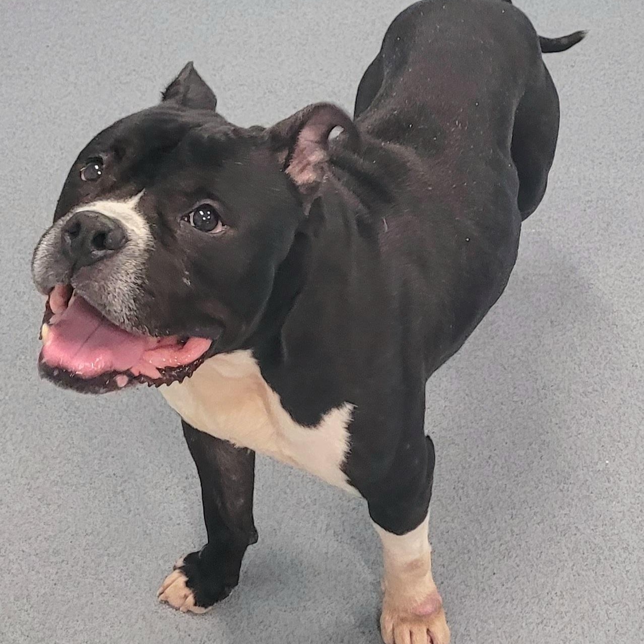 Watson, Happy Staffy Boy, a Adoptable mixed breed in Meriden, CT image 3/6