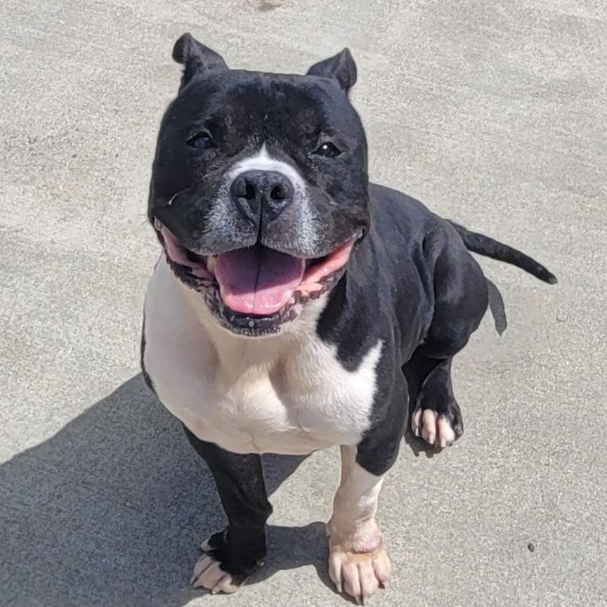 Watson, Happy Staffy Boy, a Adoptable mixed breed in Meriden, CT image 6/6