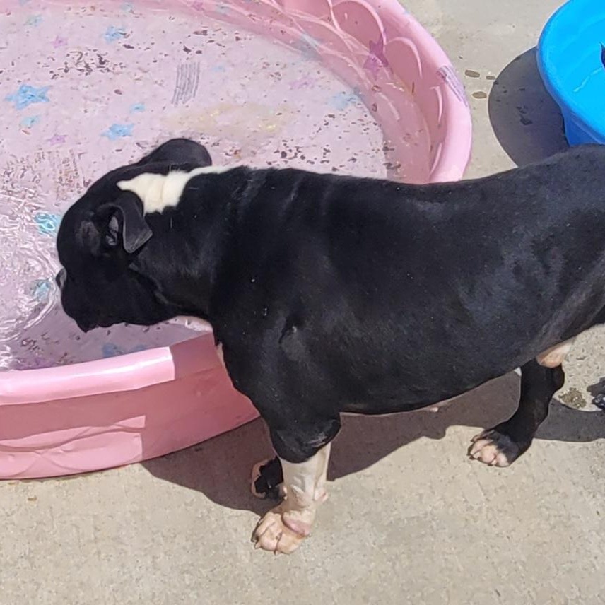 Watson, Happy Staffy Boy, a Adoptable mixed breed in Meriden, CT image 2/6