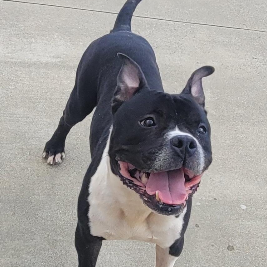 Watson, Happy Staffy Boy, a Adoptable mixed breed in Meriden, CT image 4/6