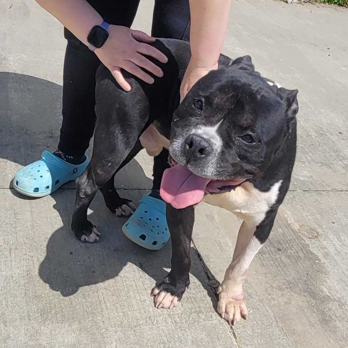 Watson, Happy Staffy Boy, a Adoptable mixed breed in Meriden, CT image 5/6